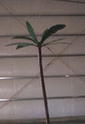 Palm Tree Spray Model 1800-77